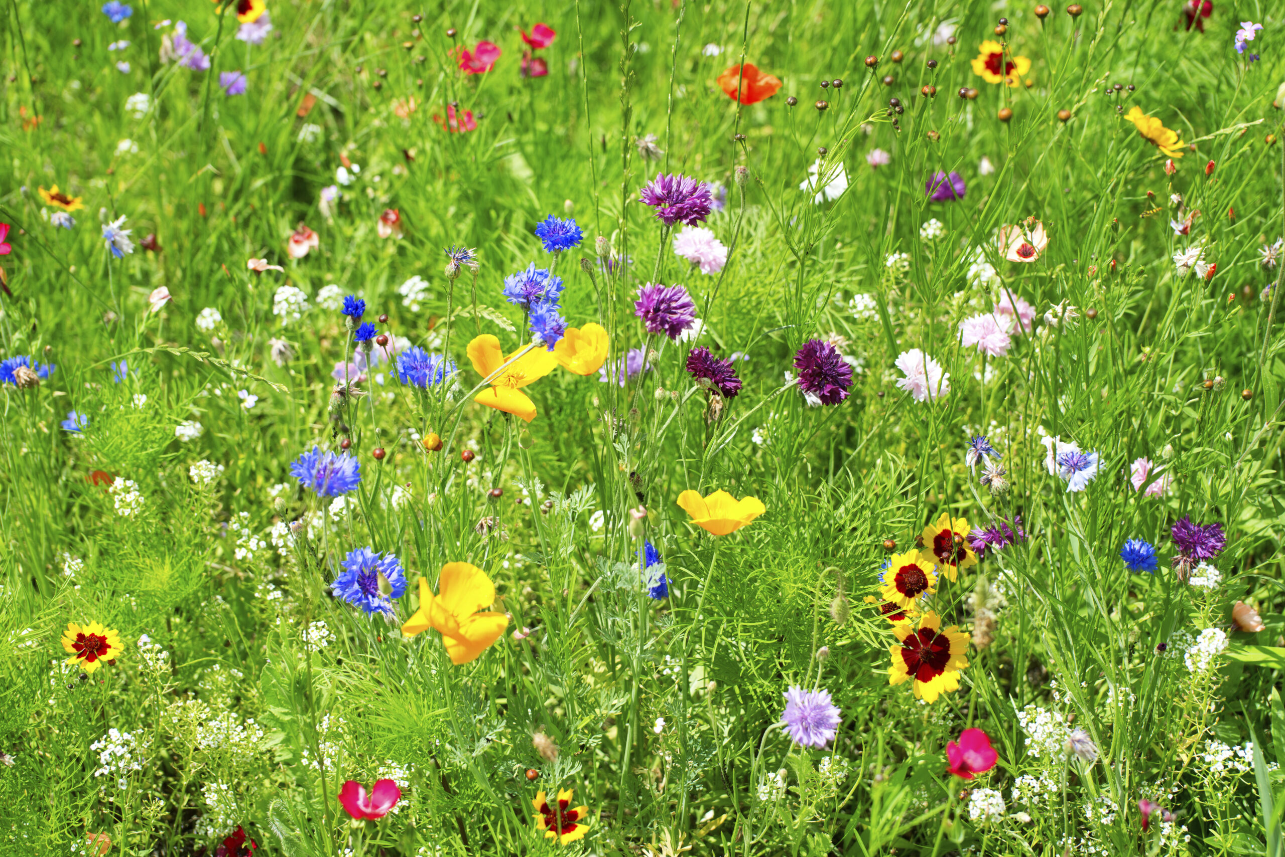 Is building a website, like building a garden?