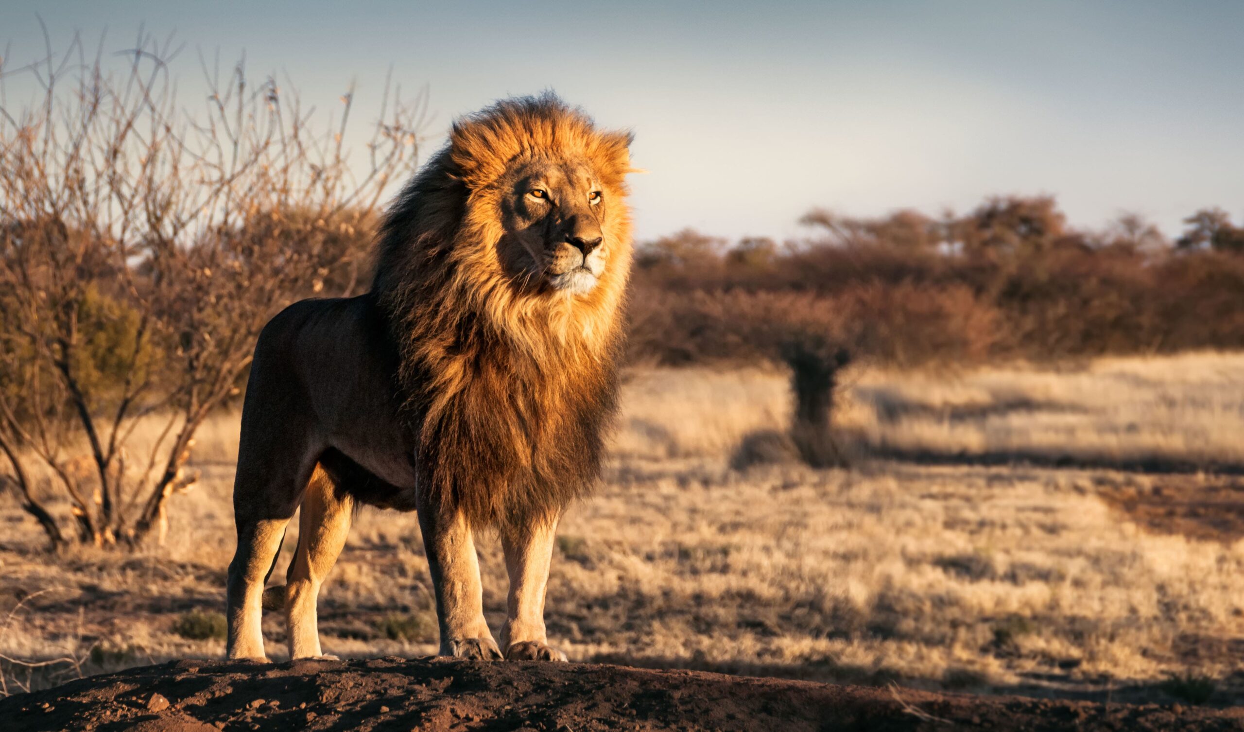 What is your marketing spirit animal?
